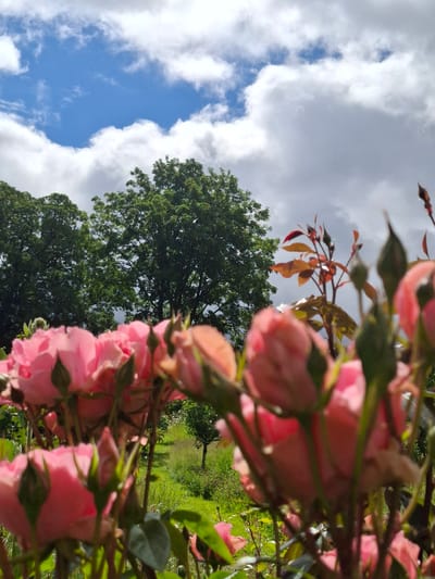 A low-angle, close-up shot of pink roses in a garden features a blurred foreground of rose buds and petals, with the soft pink hues contrasting against the green foliage and stems. In the mid-ground, the garden path winds through lush green grass, bordered by small trees and shrubs. Two large, mature trees with dense green foliage dominate the background, set against a sky with scattered white clouds against a bright blue backdrop. The image appears to be taken in a garden in Middleton Tyas, United Kingdom, on a bright, overcast day. No people are visible in the scene.