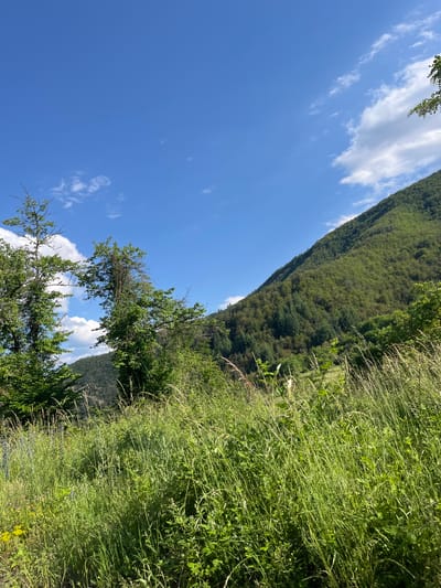 This is a landscape photograph taken on a sunny day in the city of Taran, Bulgaria. The scene is dominated by a verdant, tree-covered mountain slope rising from the right side of the frame. The mountain is densely packed with various shades of green foliage, indicating a thick forest. In the foreground, a field of tall, green grass and wildflowers stretches across the lower half of the image. Two prominent trees with sparse foliage stand on the left side of the foreground, their branches reaching towards the sky. The sky is a vibrant, clear blue, punctuated by a few scattered white clouds, particularly towards the top left and right edges. The overall impression is one of a natural, rural environment under a bright sky.
