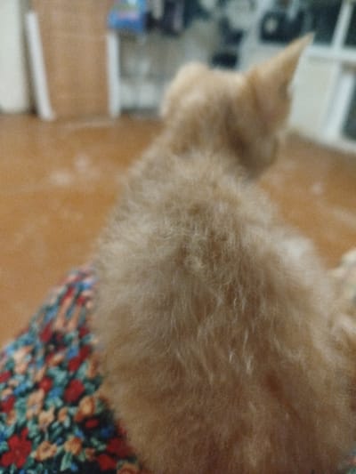 A fluffy, light brown kitten is sitting on a multicolored floral fabric. The kitten is facing away from the camera, with its head turned to the left. Its fur appears soft and dense. The fabric it is sitting on has a pattern of red, blue, and orange flowers with green leaves. The background is out of focus, but appears to be an indoor setting with a light-colored floor and some blurred objects. There is no discernible connection to Kizlyar, Russia.