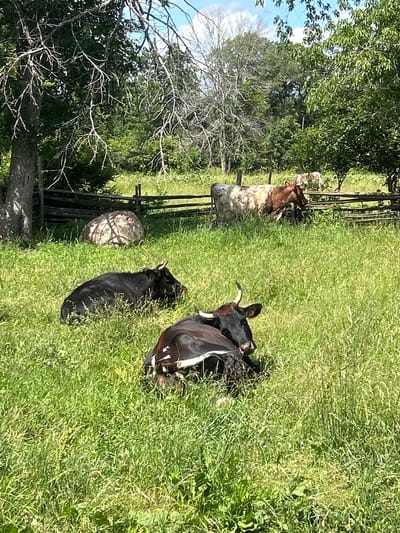 In a sunlit grassy field with scattered trees and a wooden fence, two black and white cows are resting. One cow, in the foreground, is lying down with its head turned to the right, displaying a predominantly white underside and dark upper body. Behind it, another black cow is also lying down, facing to the left. Further in the background, a cow with brown and white markings is standing near the fence, partially obscured by foliage. A large, rounded boulder is visible in the mid-ground, nestled among the grass. The environment appears to be rural, consistent with the Canadian city of South Dundas, which is known for its agricultural landscape.