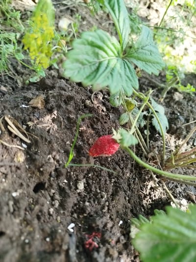 The image depicts a close-up view of a strawberry plant growing in dark soil. A single ripe red strawberry is visible on the left side of the frame, attached to a stem. Above and to the right of the strawberry, a cluster of small, green, unripe strawberries can be seen. Several green leaves of the strawberry plant are prominent in the image, with one large leaf dominating the upper center. The soil appears somewhat clumpy and is interspersed with small bits of organic matter and occasional tiny white specks, possibly pebbles or insect eggs. In the background, blurred foliage and what appear to be dried plant debris are present, suggesting an outdoor, natural environment. The lighting indicates it is daytime, with shadows cast by the plant and its surroundings. The scene is consistent with a garden or natural area in a rural setting, potentially in Шой-Шудумарь, Russia, given the context. There are no people or obvious human activity depicted in the image.