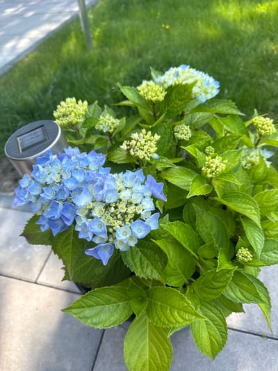 The image shows a close-up, top-down view of a potted hydrangea plant with blooming blue and pale blue flowers, as well as clusters of unopened buds. The plant has large, green, serrated leaves. A solar-powered garden light with a silver metallic casing and a dark rectangular panel is partially visible in the foreground, positioned next to the flowers.

The setting appears to be an outdoor garden or patio. To the left of the plant, a patch of green grass is visible, with dappled sunlight suggesting it is daytime, likely late afternoon or early morning due to the soft lighting and shadows. The ground beneath the plant and to the right is paved with grey rectangular tiles, indicating a garden path or patio area. The lighting suggests it's a sunny day.

There are no people visible in the image. The overall mood is peaceful and natural, highlighting the beauty of the blooming flowers and the surrounding garden environment. There is no visible text in the image. The location context is Hiddenhausen, Germany.