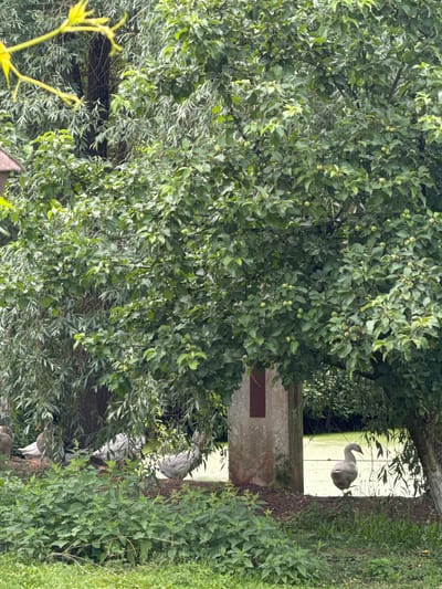 The image depicts a natural outdoor scene, likely in the vicinity of Yunost', Russia, characterized by lush greenery and a body of water. A large tree with dense foliage dominates the center of the frame, its branches casting shadows on the ground. In the foreground, various types of plants and grasses grow abundantly. Several geese are visible in the image; some are gathered near the base of the tree, while one goose stands near the edge of the water. The water itself appears calm and covered in a green film, suggesting it may be algae or duckweed. A weathered, concrete pillar with a red marking is situated to the left of the main tree, partially obscured by foliage. The overall impression is one of a tranquil, rural environment with wildlife present.
