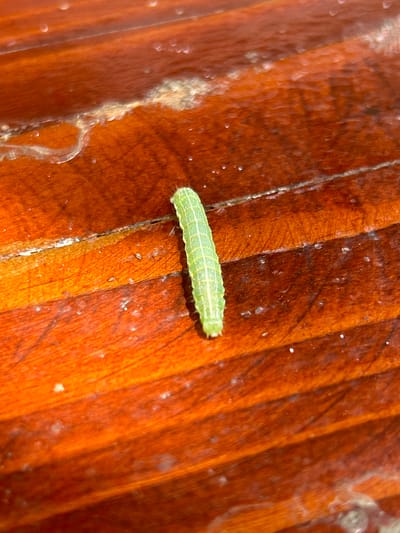 A bright green caterpillar is positioned on a wooden surface. The wood has a brown finish with visible grain patterns. There are specks of what appear to be dust or other small particles scattered on the surface of the wood. The caterpillar is in sharp focus, while the background is slightly blurred. Based on previous data, this image was most likely taken in Meshtitsa, Bulgaria.