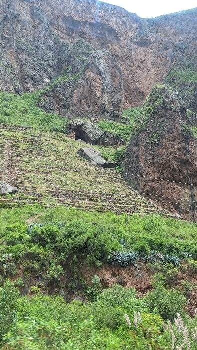 The image displays a steep mountainside in the city of Ollantaytambo, Peru, characterized by rugged geology and ancient human modification. The upper third of the frame reveals a massive, irregular rock cliff face, predominantly brown and gray, with sparse green vegetation clinging to crevices. Below this, the mid-ground features a significant expanse of Inca agricultural terraces (andenes) cut into the slope, presenting as horizontal bands of stone retaining walls and cultivated soil, largely covered in short, light green vegetation or stubble. Scattered across these terraces are several large, dark, angular rock blocks, suggesting fallen material or architectural remnants. To the right of the terraces, a prominent, jagged rock outcrop rises, partially covered in dense green foliage. The lower third of the scene is dominated by a dense, varied layer of green vegetation, including bushes, shrubs, and several large agave plants, growing on a reddish-brown earthen bank. No individuals, animals, or specific actions are depicted within the frame.