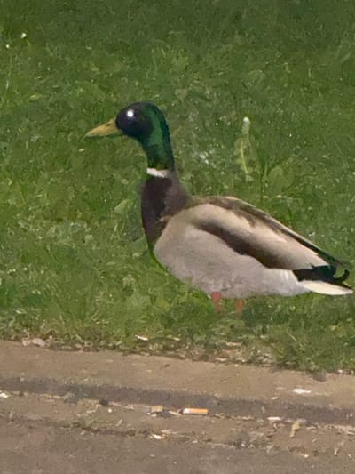 The image features a single duck, specifically a male Mallard, standing on a patch of green grass. The duck is oriented with its head towards the bottom left of the frame and its tail towards the upper right. Its head exhibits iridescent dark green plumage, with a distinct white ring around its neck separating it from a brownish chest. The body is predominantly grey, and a black, curly feather is visible in its tail. A bright white reflection is prominent in the duck's eye, and its beak is yellowish. Its orange-red webbed feet are partially visible on the far side of its body.
To the right of the grass, a rough, grey concrete or paved surface runs vertically, suggesting a path or curb. On this paved surface, a discarded cigarette butt is visible. The lighting is somewhat flat, suggesting either an overcast day, dawn, or dusk, with no strong shadows. The duck appears to be walking or foraging on the grass. The overall scene depicts a common natural setting often found in parks or urban green spaces, located in Diekirch, Luxembourg. No text is visible in the image.