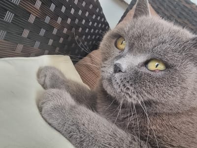 A close-up, eye-level shot focuses on the head and paws of a fluffy grey cat resting on a light-colored cushion. The cat's bright yellow eyes are wide open and looking to the right. Its front paws are crossed over its chest, with one paw resting on the cushion. The background features a textured, dark brown and black woven pattern, likely from outdoor furniture. The image does not contain any identifiable landmarks or elements that would suggest a specific location within the city of Xàtiva, Spain.