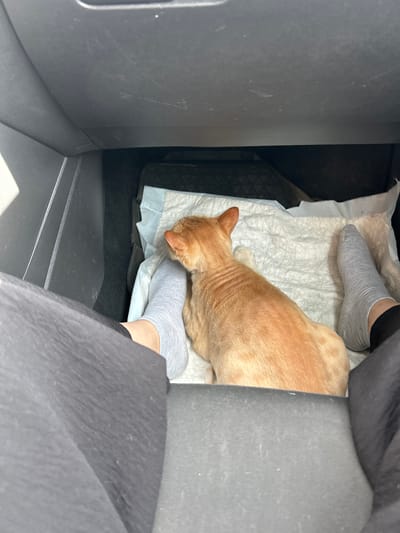 An orange cat lies on a disposable absorbent pad inside a car's center console area. The cat is facing away from the camera. The paws of a person wearing gray socks are visible on either side of the cat. The interior of the car is dimly lit, with sunlight entering from the left. The scene is calm and domestic, suggesting the cat is being transported or is resting during a car journey. There are no visible elements that place the scene specifically in Mezhgorye, Russia.