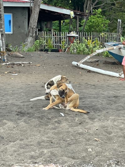 Two dogs are resting on a dark sand beach in Dauin, Philippines. One dog, predominantly tan with white markings, is scratching its ear with its hind leg. The other dog, with white and brown patches, is lying down beside it, facing away from the camera. In the background, a rustic wooden fence encloses a small area with lush green plants. A simple building with a red roof and a blue-tinted window is visible to the left. A partially visible boat with blue and white detailing rests on the sand to the right, and a person's legs in pink shorts and red flip-flops are also visible near the boat. Scattered debris, including small pieces of wood and leaves, litters the beach.