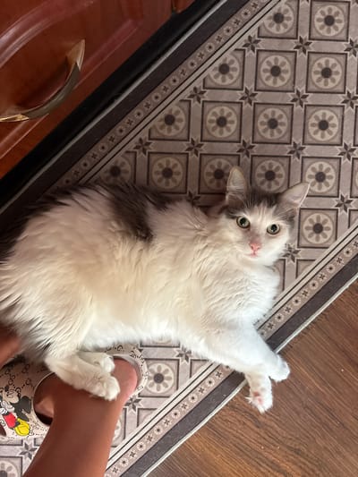 In this overhead shot, a fluffy, long-haired cat with white and gray markings is lounging on a patterned rug. The cat is lying on its back, with its front paws crossed and its hind legs splayed out. Its eyes are wide open and green, and its pink nose is prominent. One of the cat's paws is resting on a person's foot, which is clad in a sandal featuring a Mickey Mouse design and a Gucci-like pattern. The rug has a repeating geometric pattern of circles and starbursts in shades of gray and beige. The flooring beside the rug appears to be wood. The scene is indoors, with a wooden piece of furniture, possibly a dresser, visible on the left side of the frame with a brass handle. The lighting suggests it is daytime. The cat's relaxed posture and wide eyes convey a sense of comfort and playfulness.