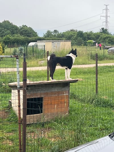 In Astiņi, Latvia, a black and white dog stands on a raised platform next to a wooden doghouse. The dog is facing away from the camera, looking towards a green grassy field. Behind the dog, two people in pink clothing are visible, and in the distance, a large power line tower stands against a cloudy sky. The scene appears to be set outdoors during the day, with lush green vegetation dominating the landscape. The overall mood seems calm and domestic, with the dog appearing alert and engaged with its surroundings.