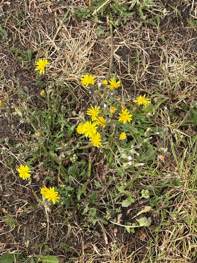 The image provides a close-up, top-down view of a patch of ground covered with a mix of vegetation. The dominant feature is a scattering of bright yellow composite flowers, closely resembling dandelions or hawkweeds. These flowers are visible in various stages of bloom, with some fully open and others appearing as buds or spent heads. Clusters of these vibrant yellow flowers are concentrated in the central and left portions of the frame, with a few individual blooms appearing towards the edges.
The ground cover is a heterogeneous mix of dried, light brown grass, which forms a significant portion of the background, particularly on the left and upper right sides. Interspersed with the dry grass are various green weeds and plants with lobed or serrated leaves, indicating active growth. Darker patches of exposed soil are also visible, especially around the base of the plants. Some plant stems show a reddish-brown hue.
No people, animals, or specific objects beyond the flora are present. There is no discernible activity taking place, as the scene is a static depiction of ground flora. The lighting appears even, suggesting an overcast day or diffuse light, with no strong shadows to indicate a particular time of day. No text is visible in the image. The natural, somewhat unkempt appearance of the ground cover and wild flowers is typical of outdoor areas like verges or neglected fields, consistent with the location context of Reading, United Kingdom.