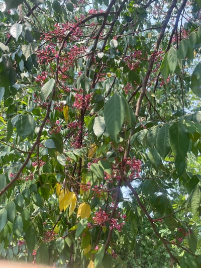 The image displays a close-up view of a tree, densely covered with green foliage and numerous small, reddish-pink flowers. The leaves are oval-shaped, some appearing slightly glossy, and a few are beginning to turn yellow. The flowers are clustered along the branches, which are brown and sturdy. Sunlight filters through the canopy, illuminating parts of the leaves and flowers, suggesting a clear, sunny day. The background shows glimpses of a bright sky and more distant greenery, indicating an outdoor setting, likely a garden or a natural environment. No people, objects other than the tree, or visible text are present. The scene captures a vibrant moment of the tree in bloom, possibly a starfruit (carambola) tree, consistent with a tropical or subtropical location like Dhundshi, India.