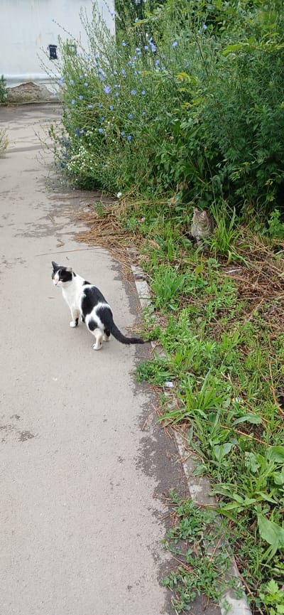 A tabby cat is partially hidden in tall green grass and dry stalks, looking to the left. Further to the right and closer to the viewer, a black and white cat is walking on a grey paved surface. The black and white cat is facing away from the viewer, looking to the left. It has a white chest and paws, and black fur with white patches on its back. Its tail is black with a white tip. The scene appears to be outdoors, with lush green vegetation and a paved path. There are some small blue flowers visible in the vegetation on the left side of the image. The lighting suggests it is daytime, and the ground appears damp, hinting at recent rain. The setting appears to be a natural or semi-natural environment, possibly a roadside or park. There is no visible text in the image.