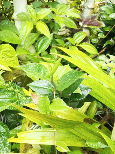 A lush, verdant scene unfolds with an abundance of green foliage. Different textures and leaf shapes intermingle, from smooth, broad leaves with ridged patterns to slender, blade-like fronds. Water droplets cling to the leaves, glistening in the light. A glimpse of a white structure, possibly a fence post, hints at a cultivated garden setting amidst the wild growth.