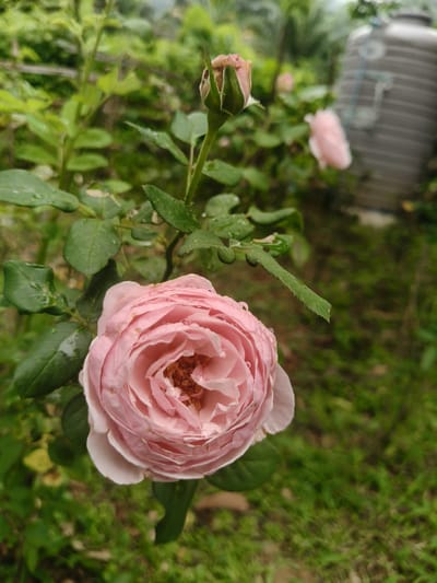 A close-up, eye-level shot shows a light pink rose in full bloom, with dew drops on its petals. The rose is the primary subject, positioned in the lower left quadrant of the frame. Behind the rose, a rose bud is partially visible, also with dew drops. The background is softly blurred, revealing lush green foliage and a large, grey water tank. The environment suggests an outdoor setting, possibly a garden or rural area. The lighting is diffused, indicating an overcast day or shaded conditions. There are no people or animals visible in the image. The scene is static and peaceful. The provided information places this scene in Ban Pu Khai, Thailand.