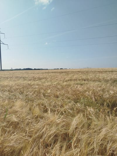 The image depicts a rural scene under a clear blue sky with sparse white clouds. A tall, dark electrical pylon stands on the left side, with several power lines stretching horizontally across the upper portion of the frame. In the foreground and middle ground, a vast field of ripe wheat or barley, golden in color, stretches towards the horizon. The wheat stalks are tall and appear to be swaying gently. A line of dark trees forms a distant backdrop across the horizon. The overall impression is one of a sun-drenched agricultural landscape. The provided context of Novaya Zaimka, Russia, indicates the geographical setting for this image.