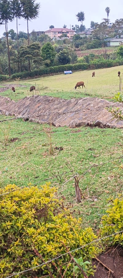 A tranquil, slightly overcast scene features a grassy field with grazing sheep. A rock wall separates the foreground from the sheep's pasture. Tall trees stand in the background, with glimpses of houses on a distant hill. Yellow-green foliage fills the foreground, partially obscuring a barbed-wire fence. The overall impression is one of rural peace and simple pastoral life.