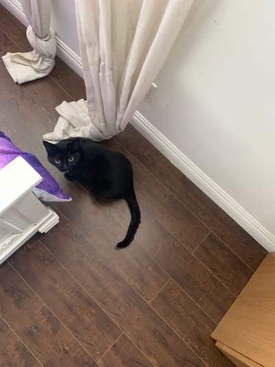 A black cat with green eyes is the subject of this medium shot, which is taken from a high angle. The cat is lying on a dark brown, wood-planked floor, next to a pile of white fabric. The cat's tail is extended behind it, and its head is turned towards the viewer. In the background, a white wall meets the floor with a white baseboard. To the right, a light brown wooden cabinet is partially visible. A large section of white curtain is draped on the left side of the image. The lighting suggests it is daytime.