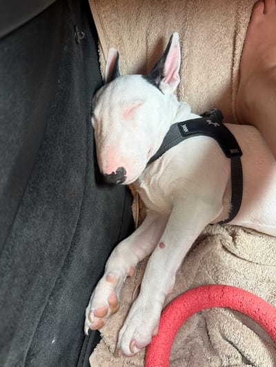 The image shows a white bull terrier puppy sleeping on a beige towel, with a black harness on. The puppy's head is resting on its paws, and its eyes are closed. A pink ring toy is visible next to the puppy's back legs. The setting appears to be indoors, possibly a car, given the dark fabric and black clip visible on the left. The lighting suggests it is daytime, but no specific time can be determined. The puppy appears peaceful and relaxed, likely enjoying a nap. No visible text is present in the image.