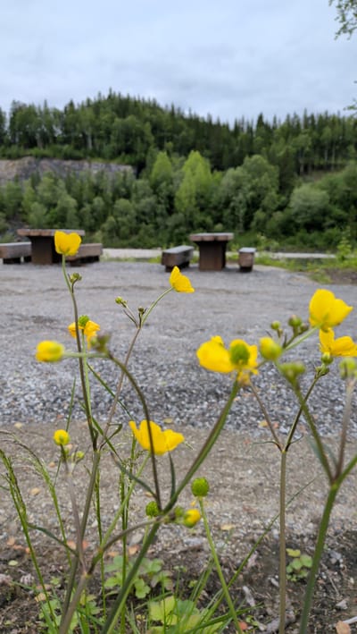 This image captures a close-up view of several yellow buttercup flowers in the foreground, with their delicate petals and slender stems. Behind them, the scene opens up to a gravel-covered area with two picnic tables made of dark wood and metal, set against a backdrop of lush green trees and a cloudy sky. The location is identified as Trofors, Norway.