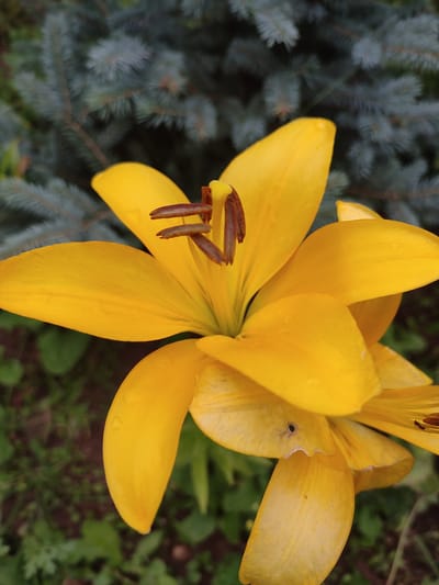 A close-up photograph captures two yellow lily flowers in bloom against a blurred background of dark green evergreen branches and foliage. The flowers are vibrant yellow, with delicate petals unfurling. In the center of the upper flower, brown stamens are visible. One of the lower petals has a small black insect, possibly an ant, on its surface. The overall lighting suggests an outdoor environment, likely in a garden or natural setting. The image does not contain any specific geographical markers to pinpoint its location within Igenche, Russia.