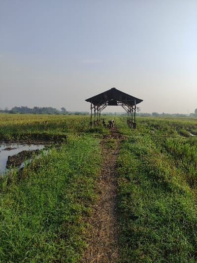 A dirt path leads to a wooden shelter in the middle of a field of green grass, located at coordinates -7.411, 112.651 in Wonoayu, Indonesia. The shelter is made of wood and has a roof. It is open on all sides. There are two figures in the distance near the shelter, possibly people, but their features are obscured. The sky is clear and bright. There is some standing water near the path in the bottom left corner of the photo. A thin line of trees can be seen in the background, behind the shelter, near the horizon.