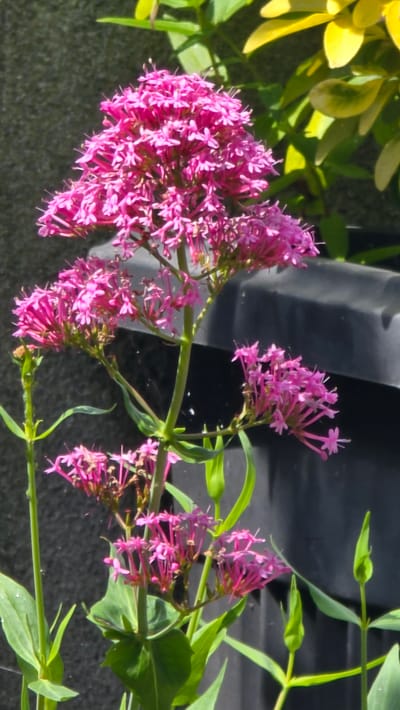 A close-up, vertical shot captures a cluster of vibrant pink flowers against a dark, textured background, possibly a wall, and a dark object, likely a planter or bin, in the mid-ground. In the upper right, out-of-focus yellow and green foliage hints at a garden setting. The flowers, characterized by their delicate, star-shaped petals, are arranged in dense clusters atop slender green stems. Some stems bear buds, suggesting ongoing blooming. The lighting suggests it is daytime, casting subtle shadows. The scene appears to be an outdoor environment, potentially a garden or courtyard within the city of Kilkenny, Ireland, given the prompt. No people or animals are visible in the frame.
