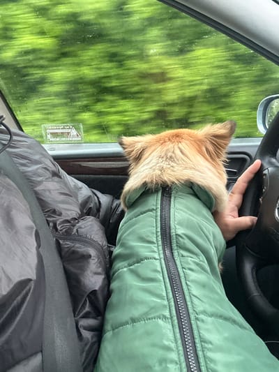 A dog with light brown fur is sitting in the driver's seat of a vehicle, resting its head and upper body against the arm of a person wearing a green puffer jacket. The person's hand is resting on the steering wheel. Outside the front window, green foliage suggests the vehicle is in motion, possibly traveling through a wooded area or passing trees. The image does not indicate that the scene is in Trilistnik, Bulgaria.