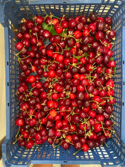 A close-up, top-down shot reveals a large, blue plastic crate overflowing with ripe cherries. The cherries vary in color from bright red to deep burgundy, with some exhibiting lighter red hues and the characteristic dark sheen of fresh fruit. Many cherries still have their stems attached, some of which are green and leafy, while others are brown and dry. The crate's grid-like structure is visible beneath the dense layer of fruit. The overall impression is one of abundance and freshness. The image is located in Rudartsi, Bulgaria.