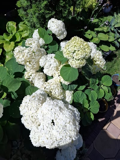 The image shows a close-up view of white hydrangeas in a garden setting. The hydrangeas are the dominant subject, with large, spherical clusters of white flowers. Surrounding the hydrangeas are lush green leaves of various sizes and shapes. In the background, there are glimpses of a dark green evergreen shrub and other foliage. Part of a paved pathway made of interlocking stones is visible in the lower right corner, with shadows cast by the sun. Two small potted plants, one yellow and one blue, are also present. There are no people or discernible actions taking place. The scene appears to be an outdoor garden in a residential or public space.