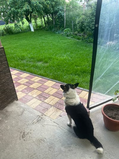 The image depicts a residential outdoor space in Kornitsa, Bulgaria. A black and white dog stands on a paved area of red and beige bricks adjacent to a concrete surface. A large potted plant sits at the edge of the concrete. A green lawn extends beyond the paved area, bordered by trees and shrubs. A partially transparent enclosure, possibly a greenhouse or covered patio, is visible.
