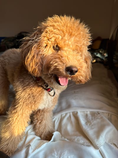 A fluffy, light brown poodle-mix dog stands on a white, textured surface, possibly a bed or couch. The dog is looking down and to its right, with its tongue hanging out. Sunlight is hitting the dog from the right, creating strong highlights and shadows. The background is dark and out of focus, with some indistinct shapes suggesting furniture or other objects. The dog is wearing a red and black collar. The scene is indoors, possibly in a home in Aratashen, Armenia.