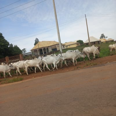 The image depicts a line of white cattle with horns standing on the side of a dirt road. The cattle are facing left, with their bodies mostly visible. Some of the cattle have brown markings on their bodies and ears. In the background, there are buildings with yellow and brown roofs, some of which appear to be single-story structures with archways. There are also some trees and green grass visible. A power line runs horizontally across the upper part of the image, supported by a concrete pole. The sky is cloudy and light blue. The scene appears to be in a rural or semi-rural area. The time of day is difficult to determine precisely but the lighting suggests it could be daytime, possibly overcast. The overall impression is a peaceful, everyday scene of livestock in a community setting in Heipang, Nigeria. No text is visible in the image.