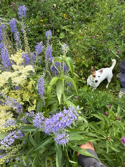 In an outdoor scene, a small, white Jack Russell terrier with brown markings on its face and ears stands alert amidst a patch of green foliage and purple and yellow wildflowers. The dog faces the camera, its tail slightly raised. To the left, a hand holding a bouquet of purple and yellow flowers is visible in the lower foreground. The background is a dense arrangement of green leaves and various wildflowers, suggesting a natural, uncultivated setting. The image appears to have been taken in the city of Lipovaya I, Russia, based on the provided context.