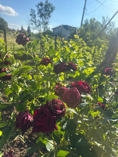 This media file captures a vibrant outdoor scene, primarily focusing on a rose bush abundant with dark red roses. The image, when correctly oriented, shows the roses and their lush green foliage in the foreground and mid-ground. Many of the roses are a deep, rich red, almost blackish, with several exhibiting signs of drying or wilting at their petal edges, suggesting they are past their peak bloom. The leaves of the rose bush are a bright green, well-lit by strong natural sunlight, creating a high contrast.
In the background, a clear, bright blue sky dominates the upper portion, with a few faint white clouds visible. Multiple utility lines, likely power or telephone lines, stretch across the upper left side of the frame. Further back, out of focus, are numerous green trees and a distant building with a dark roof, hinting at a residential or rural setting. The ground, visible in the lower right, appears to be dark soil.
The overall impression is of a sunny day, likely midday or early afternoon, given the intensity of the light. There is no specific activity or event taking place; it's a static depiction of nature. No visible text is present. The scene is set in what appears to be a garden or outdoor area in Rogozen, Bulgaria.
