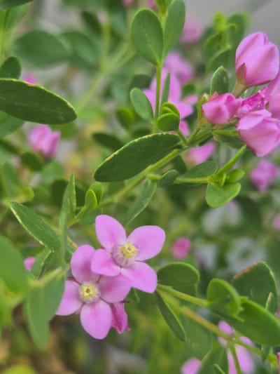The image displays a close-up view of a flowering plant with delicate pink blossoms and green leaves. The flowers have four petals and a yellow center. The background is softly blurred, suggesting a natural setting, possibly a garden or park. The lighting appears natural, indicating it was taken outdoors during the daytime. The scene is peaceful and focuses on the intricate details of the plant's flora. The location in Hagen, Germany is not discernible from the visual information provided.