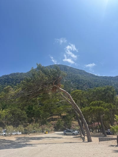 The image shows a landscape with a mountain range covered in green trees and foliage, partially visible against a clear blue sky with scattered clouds. A large, angled tree with exposed roots and branches extends over a parking area or roadside. Several cars are parked in the adjacent area, and the ground appears to be a mix of dirt and gravel. The location is Ortaca, Turkey, based on the surrounding environment.