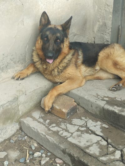 A German Shepherd dog is lying on concrete steps. The dog is facing the camera with its tongue slightly out. The dog's fur is a mix of black and tan. The dog is resting in what appears to be an outdoor, urban environment. The steps are cracked and worn, and there are pebbles and dirt on the ground. In the background, a rough, stucco-like wall is visible, as is a metal door frame. This scene is located in Vinogradnoe, Kyrgyzstan.
