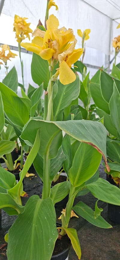 The image shows a close-up view of a Canna lily plant with bright yellow flowers and large green leaves, likely in a greenhouse. The plant is in a black pot, and other potted plants are visible in the background. The overall lighting suggests an indoor setting, possibly a nursery or a botanical garden. The location is specified as Malda, Estonia, however, the visual content of the image itself does not contain any elements that specifically identify it as being in Malda, Estonia.