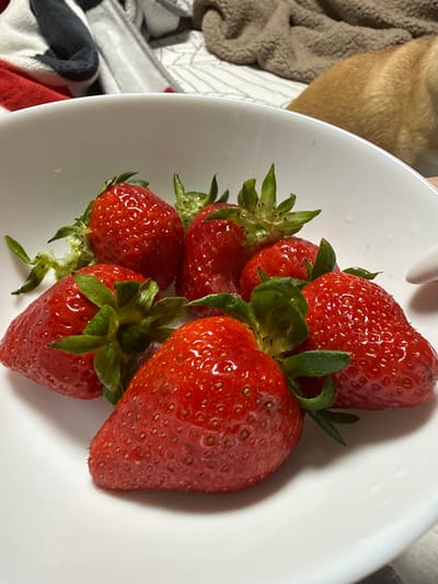 The image shows a white bowl filled with six red strawberries. The strawberries have green leafy stems and are clustered together. The bowl is sitting on a surface with a patterned fabric. Part of a brown object, potentially an animal or object covered in brown fur, is visible in the background. The location, Ralevo, Bulgaria, cannot be verified from the image. There are no people visible.
