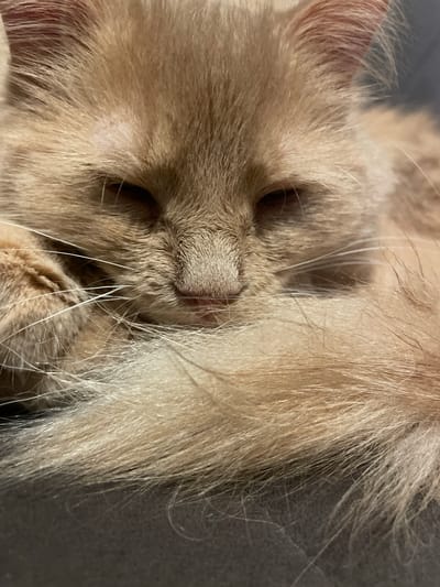 The image is a close-up, low-angle, eye-level shot of a light orange, long-haired cat's face. The cat is resting, with its eyes mostly closed and its head tucked into its fluffy tail. The fur is soft and light orange, with some lighter shades around the muzzle and eyes. The cat's whiskers are long and white, fanning out from its nose. The background is out of focus and appears to be a dark gray surface, possibly a couch or chair. There is no discernible urban environment or specific location within Otradnoye, Russia. The image focuses solely on the cat's peaceful repose.