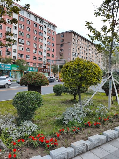 The image depicts a street scene in Jixi, China, likely in a residential or commercial area. In the background, there are several multi-story apartment buildings, one predominantly pink and white, and another a lighter tan color. The buildings have numerous windows and balconies, typical of urban Chinese architecture.

In the foreground and midground, the scene is dominated by manicured landscaping. There are several bushes and small trees, some shaped decoratively, with a large, rounded, leafy tree in the center right. Red flowers are planted along the edge of a garden bed, bordering a paved walkway. A street runs horizontally through the scene, with several cars visible, including a white SUV on the left and a darker colored car on the right. The road appears to have multiple lanes.

Several streetlights and traffic signs are also present. The overall impression is that of a well-maintained urban environment, possibly a sidewalk or park area adjacent to a road and residential buildings. The lighting suggests it is daytime, likely overcast or early evening, given the soft light. No individuals are clearly visible or identifiable as engaging in specific actions.