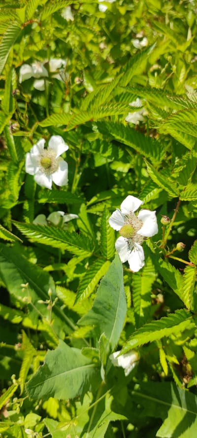 The image displays a close-up view of white flowers amidst lush green foliage. The flowers have five petals and a prominent, light green stamen. The leaves are serrated and vary in size and shape, with some appearing slightly wilted or damaged. The overall impression is one of a natural outdoor setting, likely a garden or wild growth. There are no people or visible man-made structures. The lighting suggests it is daytime, with sunlight casting shadows and highlighting the textures of the leaves and petals. The image appears to be taken in an area with dense vegetation, possibly in the vicinity of Пацейкаўскі сельскі Савет, Belarus, given the context of the prompt.