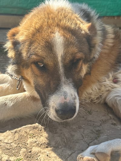 The image is a close-up, eye-level shot of an adult dog lying down on dry, cracked dirt. The dog is predominantly brown and white, with a darker brown mane around its neck and head. Its fur appears thick and slightly matted in places. The dog is looking directly at the camera with a stern expression, its left eye slightly narrowed. A metal chain is visible around its neck, with a ring attached. The background is blurred but appears to show a green surface, possibly a fence or wall, and some wooden structures. The lighting suggests it is daytime, with sunlight casting shadows on the ground and the dog's fur. There is no indication of the location being within the city of Matchino, Russia.