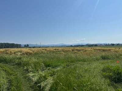 The image depicts a serene rural landscape under a clear blue sky in Lesnovo, Bulgaria. In the foreground, a dense field of tall, green grass sways gently, with some blades appearing wind-swept and elongated. Interspersed within this grass are scattered red poppy flowers, adding vibrant pops of color to the scene. Beyond the grassy expanse, a field of golden wheat stretches towards the horizon, dotted with more red poppies.
In the distance, a line of trees forms a dark green border against the lighter hues of the wheat field. Further back, rolling hills and mountains are visible under the expansive sky. The horizon line is marked by a combination of natural elements and human infrastructure, including what appear to be power lines and distant buildings. The overall atmosphere is tranquil and pastoral, showcasing the natural beauty of the Bulgarian countryside.