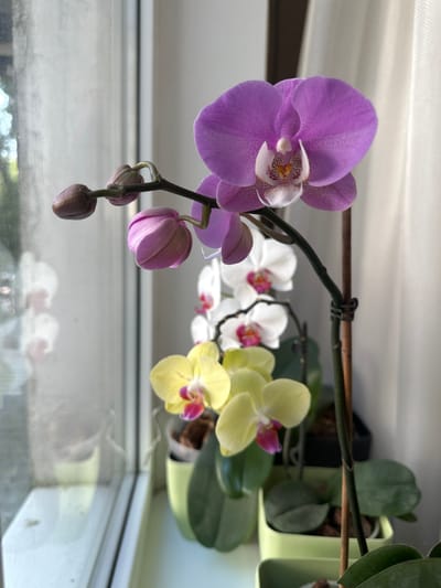 A close-up, eye-level shot features a blooming orchid plant on a windowsill. The orchid has multiple flowers in various stages of bloom, with the most prominent being a large, vibrant purple flower at the top. Below it, several buds are visible, some in shades of pink and others appearing to be developing. To the left of the main orchid, two pale pink buds are tightly closed. In the background, the soft white of a curtain and the blurred reflection of another orchid are visible through a window, suggesting an indoor setting in Chornomorske, Ukraine. The orchid is supported by a thin, dark stake. The plant is housed in a light green pot, with other potted plants in similar containers visible below. The lighting suggests it is daytime, possibly morning or afternoon.