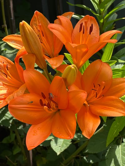 A close-up, high-angle, eye-level outdoor shot features a cluster of vibrant orange lilies in full bloom. Several lilies are open, showcasing their prominent stamens and pistils, with some petals appearing slightly damp. One lily bud remains closed, a lighter orange-yellow color. Two small flies are visible on the petals of one of the open lilies. The background consists of blurred green foliage and dark vertical elements, possibly fence posts or bamboo stalks. The scene is illuminated by natural sunlight, casting subtle shadows. The image was taken in Izobilnyy, Russia.