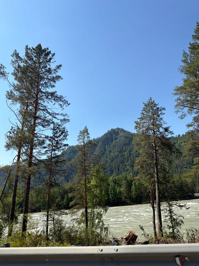 The image depicts a wide, turbulent river flowing through a mountainous, forested landscape under a clear blue sky. Several tall pine trees are prominent in the foreground, with their branches reaching towards the sky. In the background, a lush green mountain slopes, densely covered with trees, rises above the river. The river itself appears to be flowing rapidly, with visible whitecaps and ripples on its surface. The scene suggests a natural, untamed environment. The railing in the foreground indicates the presence of a road or pathway near the riverbank, possibly for viewing or access. The location is identified as Manzherok, Russia.