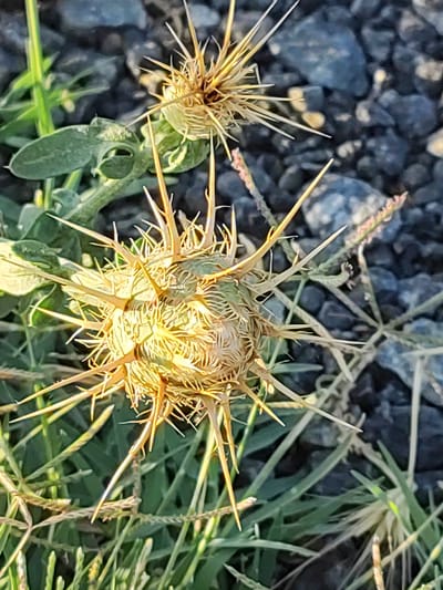 A close-up, ground-level view captures a dried thistle head with sharp, spiky bracts, prominently displayed in the foreground. The thistle head is a pale yellow-brown, with numerous pointed extensions radiating outwards, some tipped with a lighter shade. It is situated among green grass blades. In the background, a second, smaller thistle head is visible, also dried and spiky. The ground beneath the vegetation is composed of dark grey and black stones, with some lighter grey and tan pebbles interspersed. The overall lighting suggests it is daytime, with the sun casting a warm glow on the thistle. The scene is devoid of human presence or any discernible activity. The image is located in Ledrada, Spain.